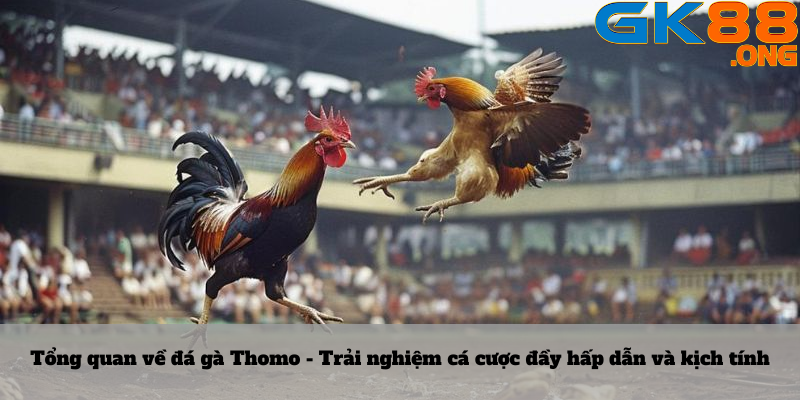 Tổng quan về đá gà Thomo - Trải nghiệm cá cược đầy hấp dẫn và kịch tính