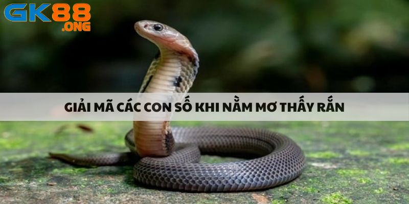 Giải mã các con số khi nằm mơ thấy rắn