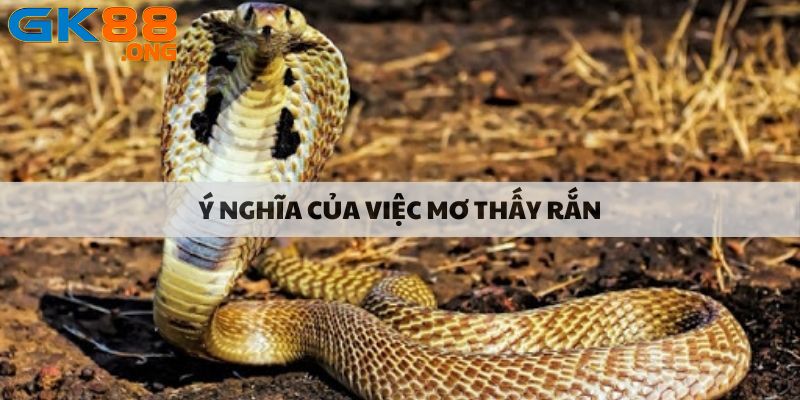 Ý nghĩa của việc mơ thấy rắn